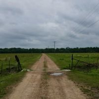 Boeuf 80 images 2