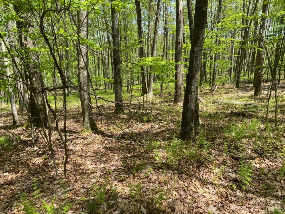 Alder Run Wilderness featured image