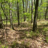Alder Run Wilderness