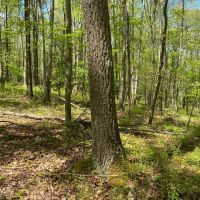 Alder Run Wilderness images 3