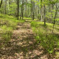 Alder Run Wilderness images 4