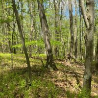 Alder Run Wilderness images 5