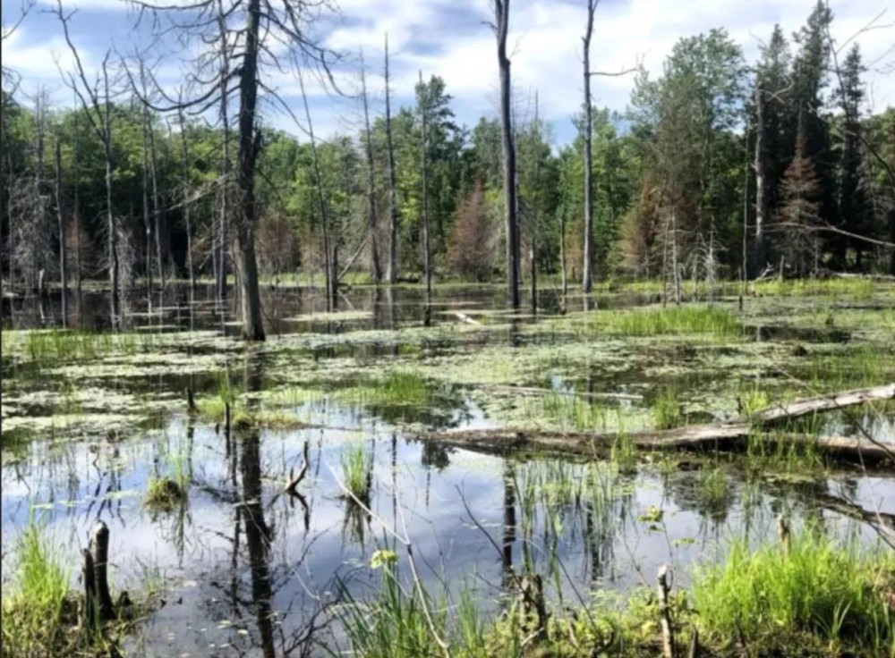 PERFECT WETLAND HUNTING HAVEN featured image