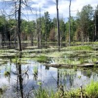 PERFECT WETLAND HUNTING HAVEN
