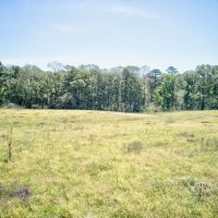 Small Hunting Property with Homesite in Amite County images 5