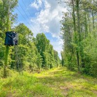 Hunting and Timber Property Just over the LA Line in McComb images 2