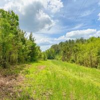 Hunting and Timber Property Just over the LA Line in McComb images 4
