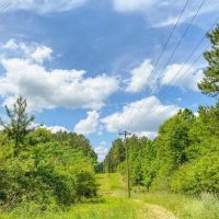 Hunting and Timber Property Just over the LA Line in McComb images 5