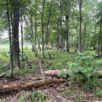 Boeuf 27 images 2