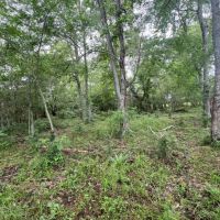 Boeuf 27 images 3