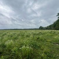 Boeuf 27 images 4
