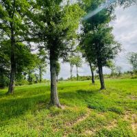Home and 122 acres located on Jewel Drive McComb MS images 3