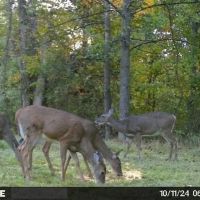 Twp Rd 396 - 80 acres - Monroe County images 3