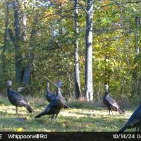 Twp Rd 396 - 80 acres - Monroe County images 4
