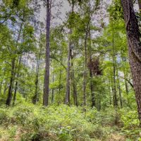 106 Ac Hunting Jefferson Co. FL images 2