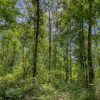 106 Ac Hunting Jefferson Co. FL images 4