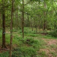 Beautiful Home Getaway For Sale in Natchez MS images 2