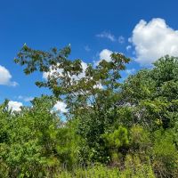 323 Acres FM 1010 images 4