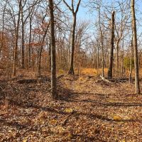 378 Acres of Land for Sale in Milo Missouri images 5