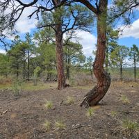 176 Timber Canyon images 2