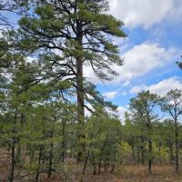 176 Timber Canyon images 3