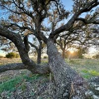 1 Ranch Rd 1222 Mason TX 76856