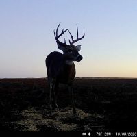 NE Harper Co. Farm Ranch Hunt images 4