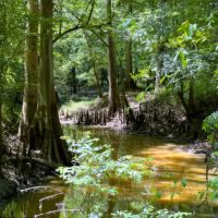 Savannah River Frontage Spectacular Timber images 2
