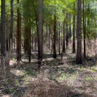 Savannah River Frontage Spectacular Timber images 5