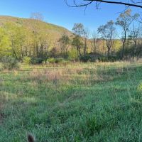 11 acres Hunting Land and Building Lot bordering Ischua Creek in Ischua NY NY-16 images 4