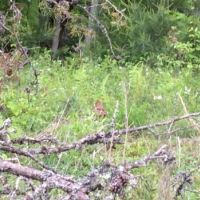 Highland WMA - 14,283 acres of hunting land for Deer & Turkey in west Virginia