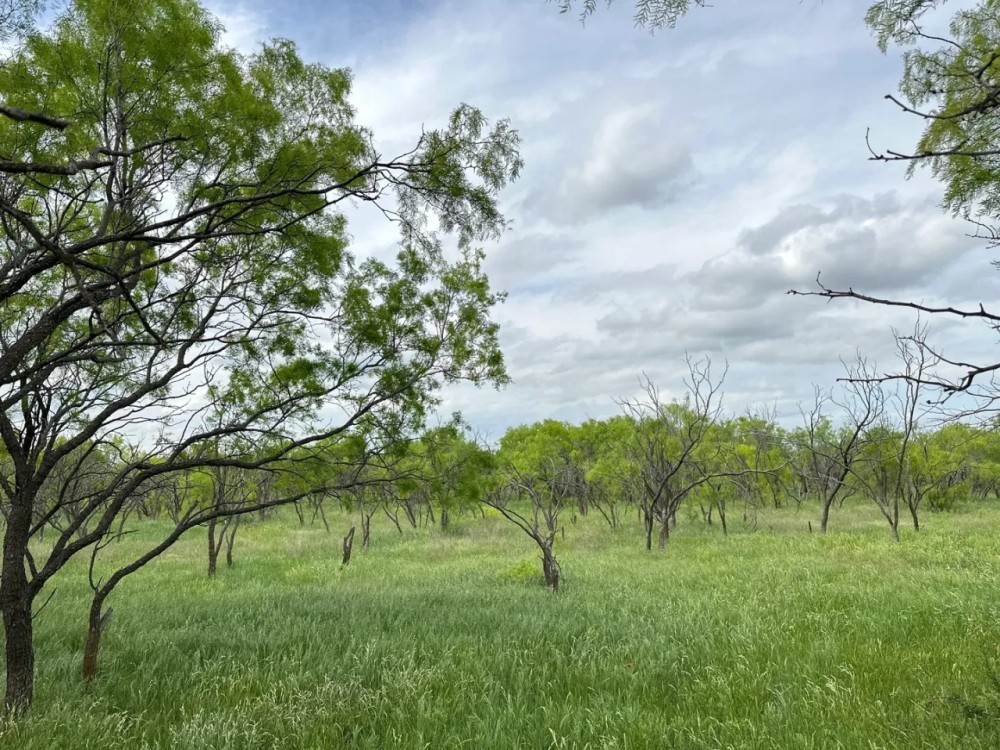 New Listing 79 - Acres Callahan County featured image