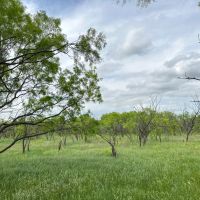 New Listing 79 - Acres Callahan County