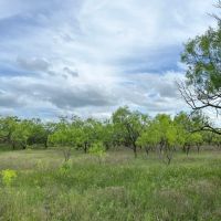 New Listing 79 - Acres Callahan County images 2