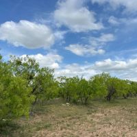 New Listing 79 - Acres Callahan County images 3
