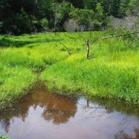 James River - 1,213 acres hunting land for Turkey & Quail in James City, VA