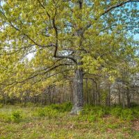 Sparks Spring Ranch images 4