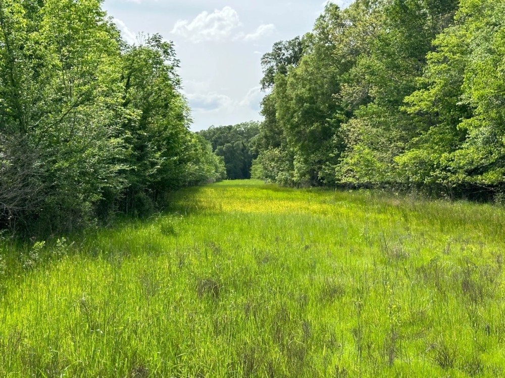 LA - Richland 155 Acres - featured image