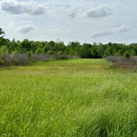 LA - Richland 155 Acres - images 3