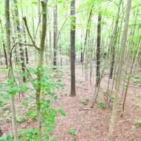 3.90 acres of Hunting and Timberland For Sale in Newport News VA images 4