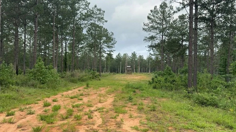 42 Acres Hunting Timberland for Sale Amite County MS featured image