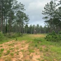 42 Acres Hunting Timberland for Sale Amite County MS