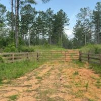 42 Acres Hunting Timberland for Sale Amite County MS images 2