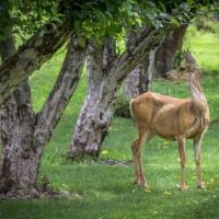 Doe Creek - 447-acre hunting land for Deer & Turkey in Accomack, VA