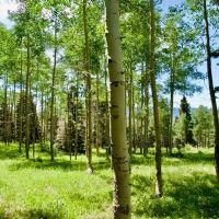 Ace High Ranch images 3