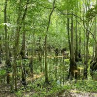 71 acres of Farm and Timber Land For Sale in Isle of Wight County VA images 4