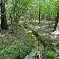 71 acres of Farm and Timber Land For Sale in Isle of Wight County VA images 5