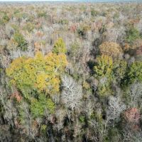 Hunting Land for Sale on the Pearl River images 2