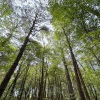 195 acres of Farm and Timber Land For Sale in Accomack County VA images 3
