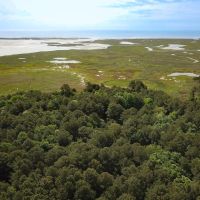 195 acres of Farm and Timber Land For Sale in Accomack County VA images 4